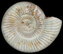 Perisphinctes Ammonite - Jurassic #6870-2